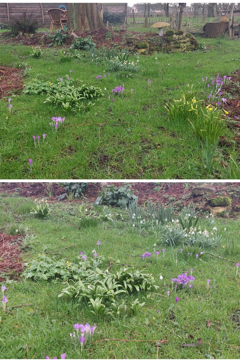 biodivers gazon Crea Oase